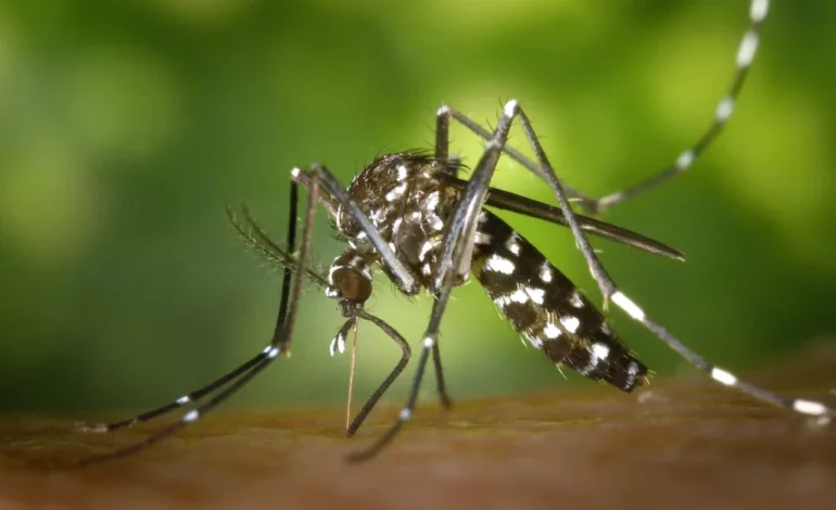 SLP registra 375 casos de dengue en lo que va de 2025