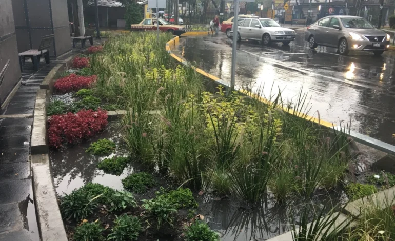  Reformas a la LPCAU vinculan protección del arbolado y gestión sostenible del agua: CHE