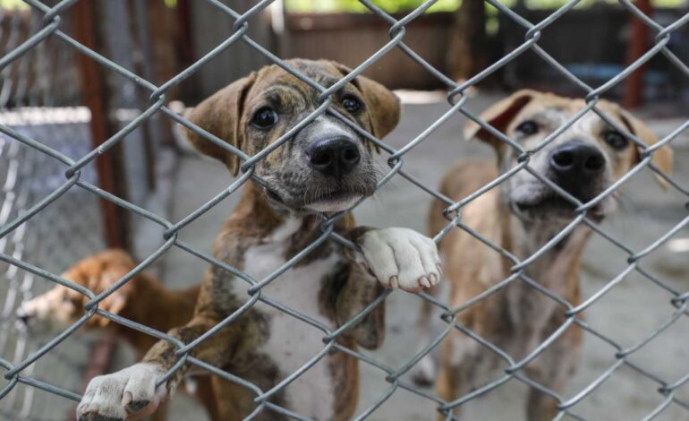 Maltrato animal, el termómetro silencioso de la violencia social
