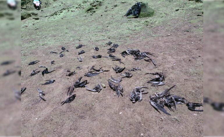  Hay dos investigaciones abiertas por vuelo ilegal sobre el Sótano de las Golondrinas