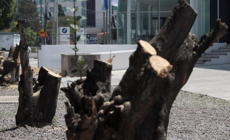  Ayuntamiento de SLP ha impuesto multas de hasta 60 mil pesos por la tala ilegal