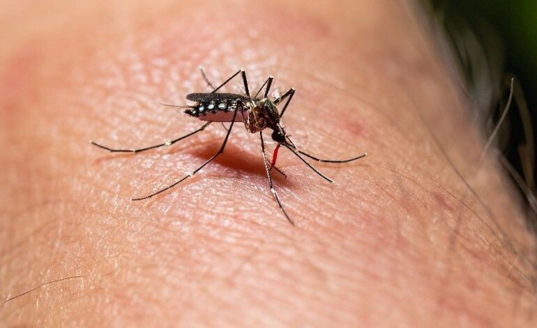  Casos de dengue en SLP se redujeron un 77% entre 2024 y 2025