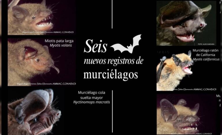  Se integran 6 nuevas especies de murciélagos al Programa de Manejo de la Sierra de San Miguelito