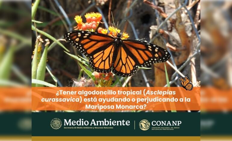  Alertan sobre planta que irrumpe el ciclo de la mariposa Monarca en su paso por SLP