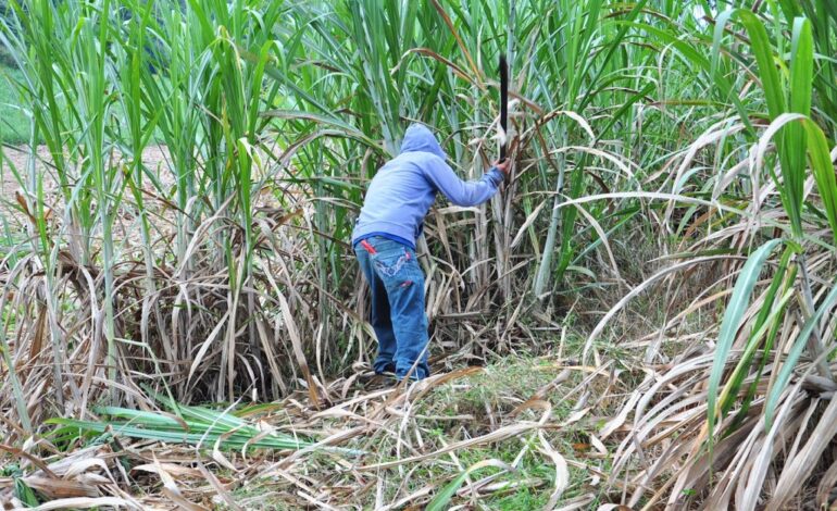  Crisis cañera se agudiza en SLP ante entrada de fructosa extranjera