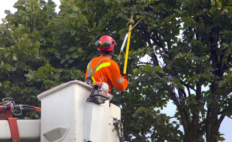  Servicios Municipales propone sanciones más severas para proteger el arbolado urbano