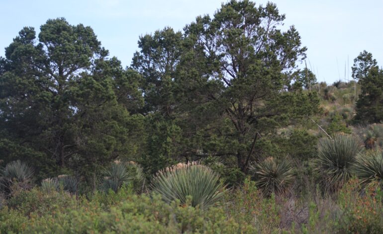  Sierra de San Miguelito alberga cientos de especies únicas de plantas