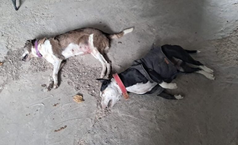  Mueren 2 caninas tras trabajos municipales sin evaluación de riesgos en el centro de Tamuín