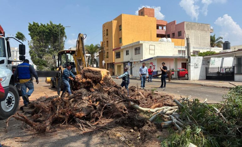  Servicios Municipales de SLP inicia trámite judicial para retiro de árboles por riesgo