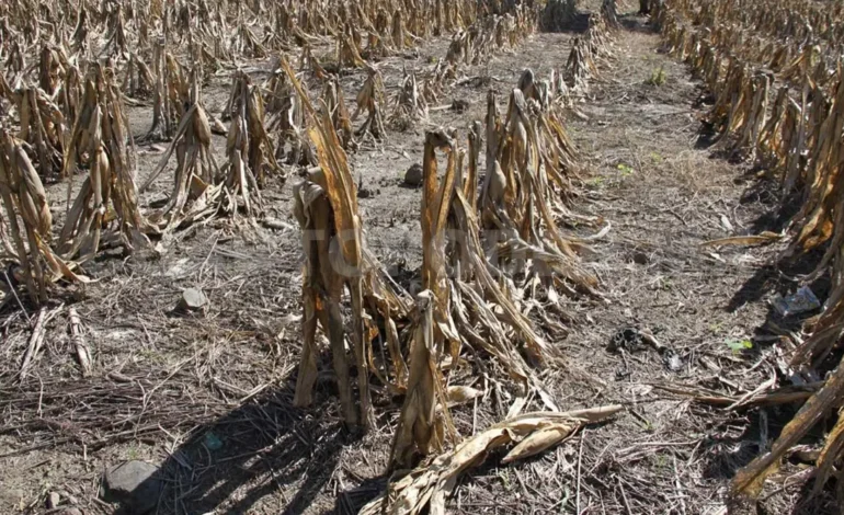  Tras casi 6 meses sin sequía, 2 municipios pasan a ser anormalmente secos