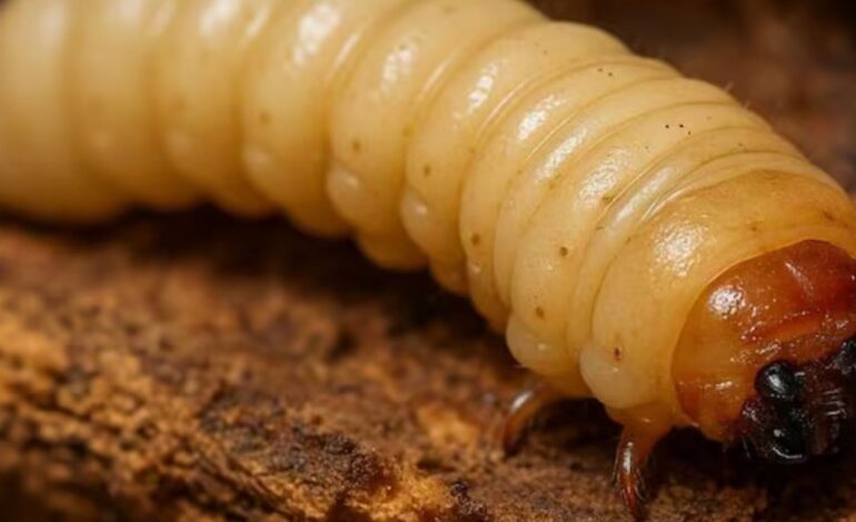  Detectan casos de gusano barrenador en Ébano y Tamuín