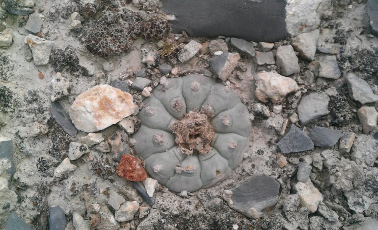  Sigue la sustracción ilegal de peyote en Catorce a través de la usurpación indígena