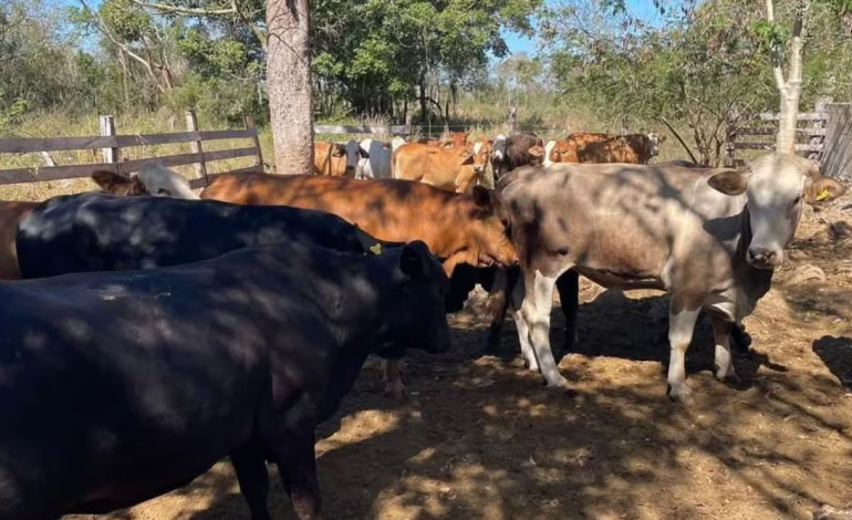  Con 14 casos confirmados, Sedarh advierte posible aumento de gusano barrenador