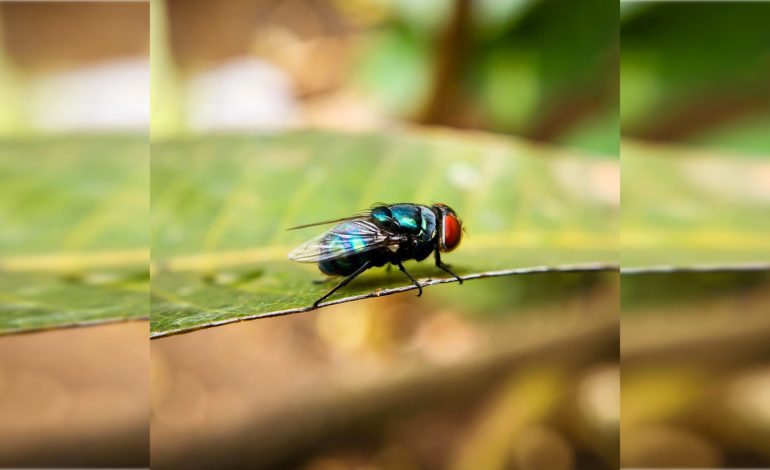  Erradicar mosca del gusano barrenador podría tomar hasta 30 años: Sedarh