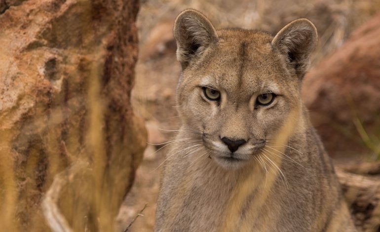  Dirección del ANP Sierra de San Miguelito fomenta la conservación del puma y gato montés