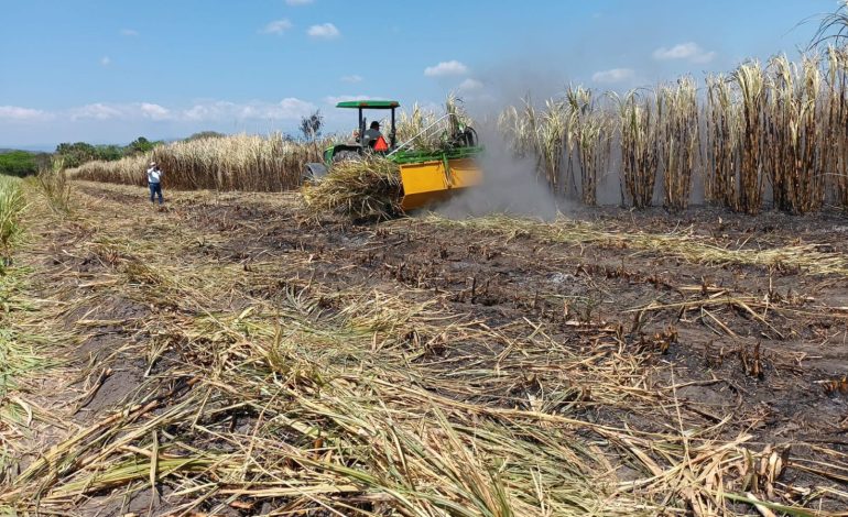  Ante crisis de ingresos, productores cañeros de SLP optan por rentar sus tierras