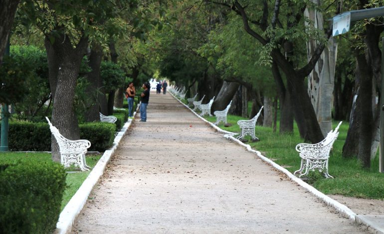  Inician proceso legal para retirar 18 árboles secos y en riesgo de colapso en el Parque de Morales