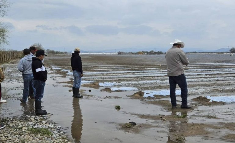 Granizadas devastaron cerca de 2 mil hectáreas de cultivos en el Altiplano de SLP