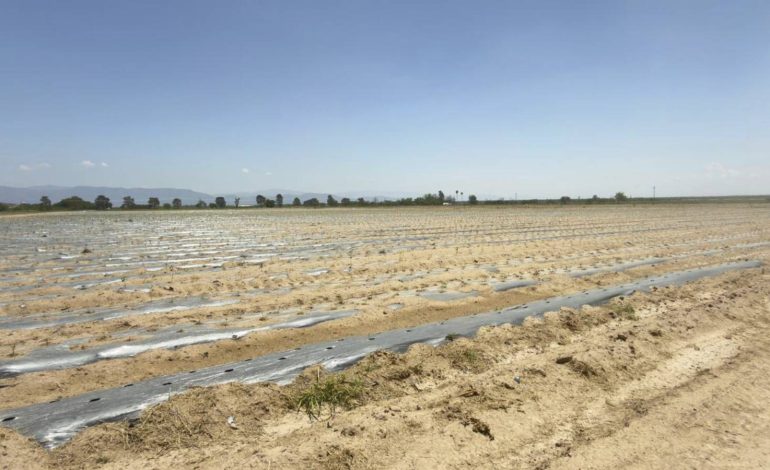  Aranceles de Estados Unidos golpean exportaciones agrícolas potosinas