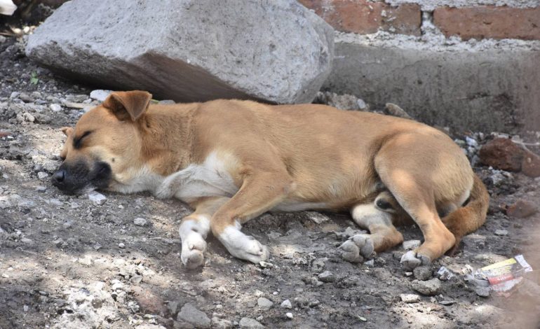  FGE abre investigación por maltrato animal tras la muerte de dos perros en Soledad