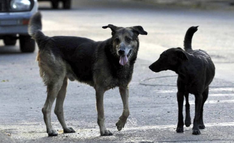  Buscan en estado vecino a hombre acusado de disparar contra dos perros en Soledad