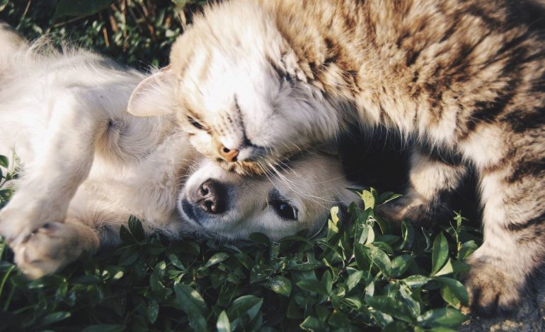  Sobrepoblación de animales callejeros ya representa un problema de salud pública: veterinarios