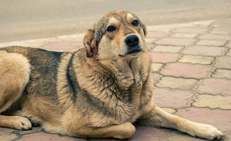  Acusado por maltrato animal en Soledad obtiene suspensión contra orden de aprehensión
