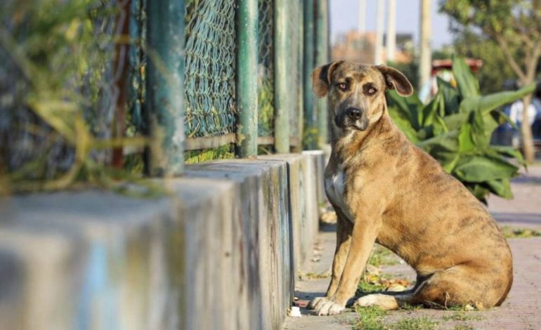  Colectivos exigen mayor firmeza de la FGE en caso de maltrato animal ocurrido en Soledad