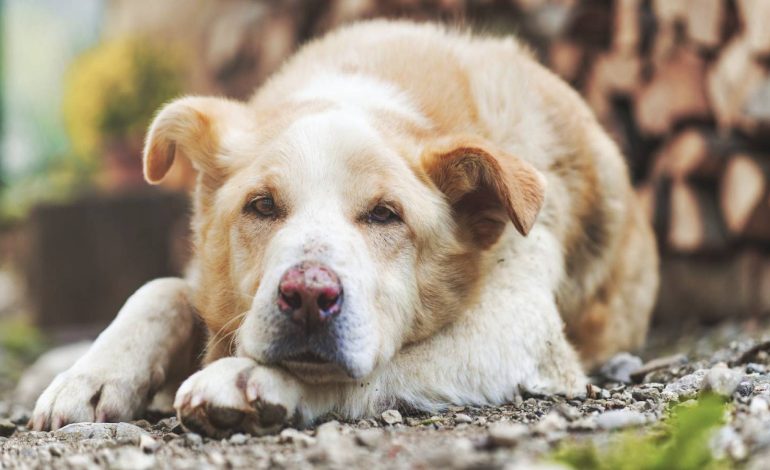  Maltrato y abandono animal rebasan capacidad de rescatistas en Matehuala, advierte refugio Hachiko