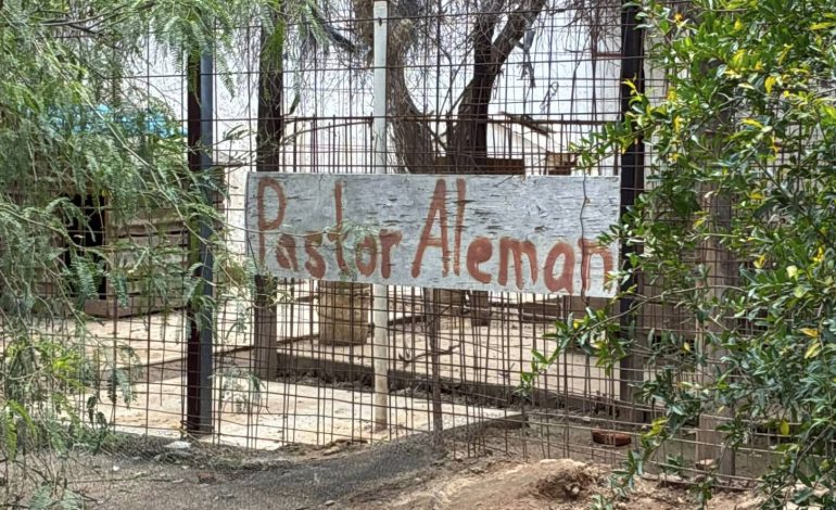  Activistas denuncian presunto criadero de perros clandestino en Milpillas