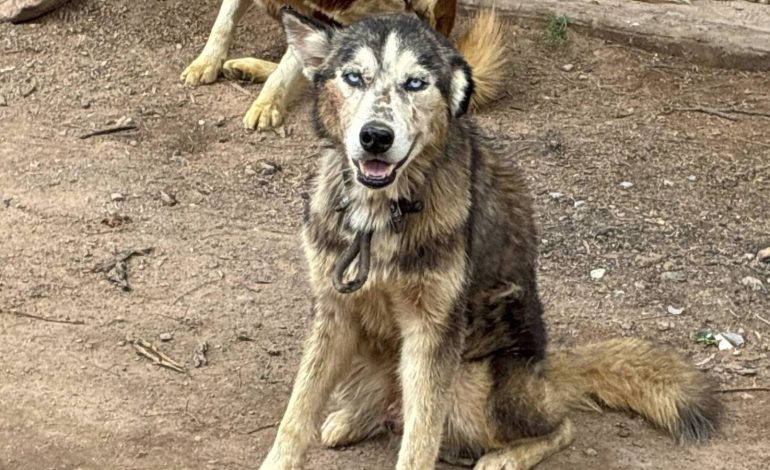  Fiscalía abrió carpeta por criadero de perros clandestino en Milpillas
