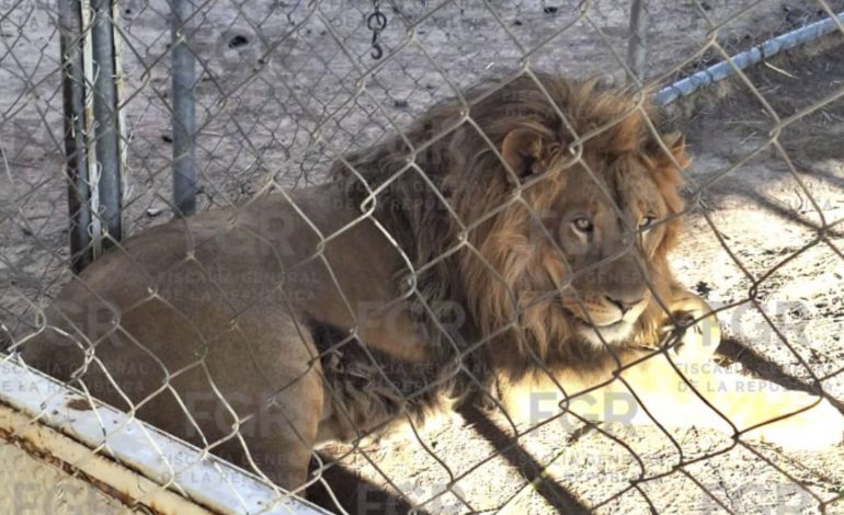 FGR asegura predio en Soledad con fauna salvaje viva y en taxidermia