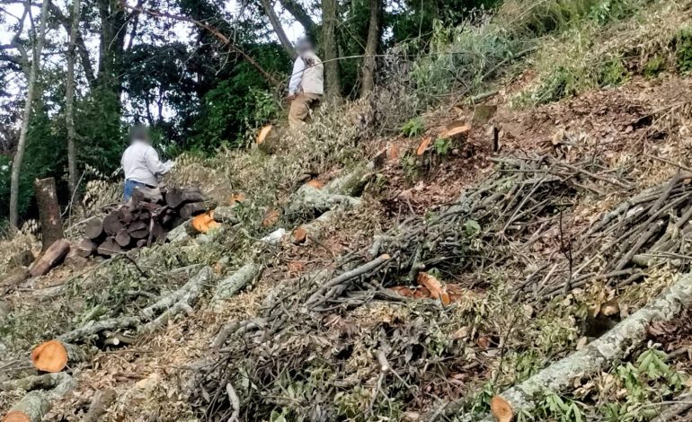  Segam turna a Profepa denuncias por tala clandestina en la zona de Cerritos