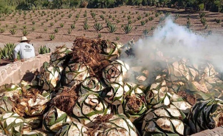  Piden al Congreso revisar a fondo la Ley del Mezcal