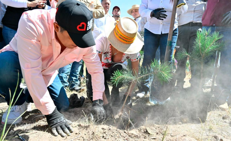  Un millón de árboles prometidos, tan solo mil cumplidos