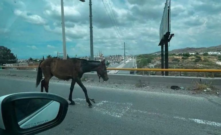  Buscan regular resguardo de animales de ganado en la capital