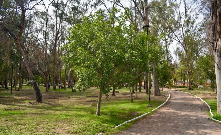  Retirarán 30 árboles del parque de Morales por representar un riesgo