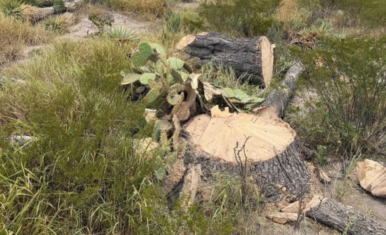  Señalan a empresa encargada de nueva carretera a Matehuala por ecocidio y extracción de peyote