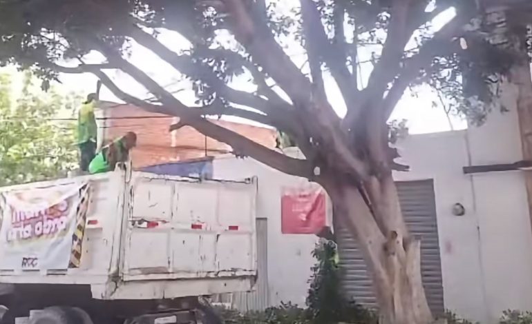  Programa de Ruth González poda árbol sin permiso y enfrenta posible sanción municipal